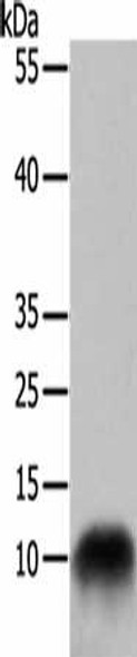 COX7B Antibody PACO13910