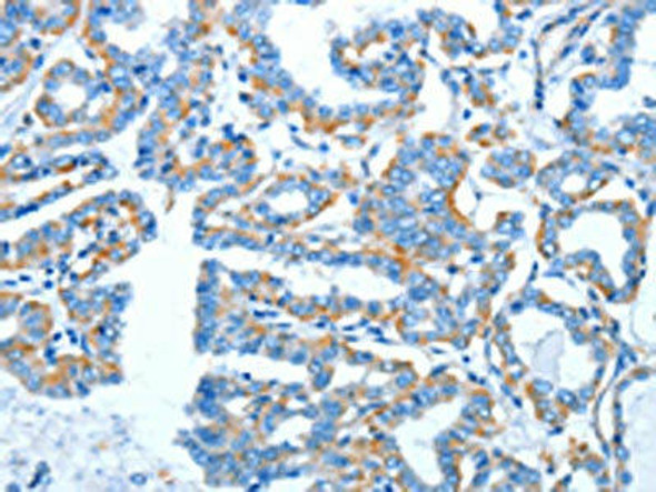 COX7B2 Antibody PACO13915