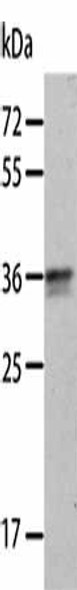ANXA8 Antibody PACO14043