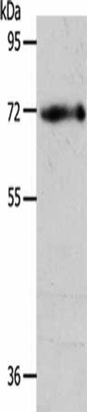 EGFL6 Antibody PACO14366