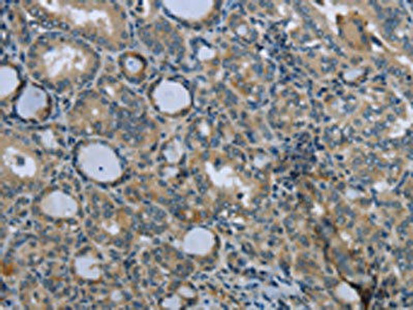 EGFL8 Antibody PACO14368