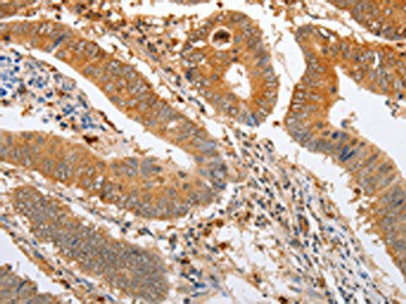 SERP1 Antibody PACO14901