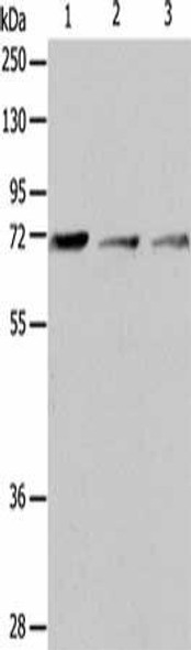 IL18RAP Antibody PACO15187
