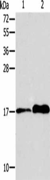 AGR3 Antibody PACO15351