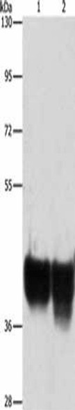 AUP1 Antibody PACO15434