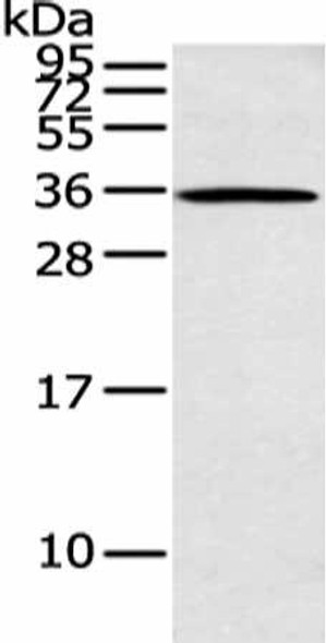 ASB8 Antibody PACO15782