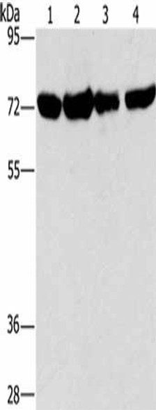 DEPDC1 Antibody PACO16176