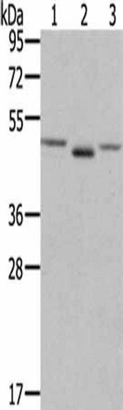 FGFRL1 Antibody PACO16344