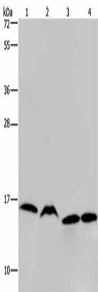 HIST1H2AH Antibody PACO16461