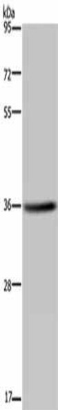 KCNK17 Antibody PACO16578