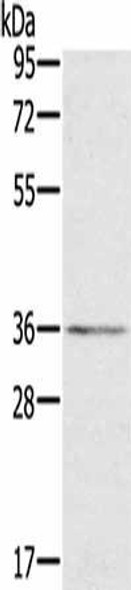 LCMT1 Antibody PACO16609