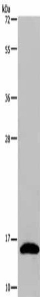 REG3G Antibody PACO16680