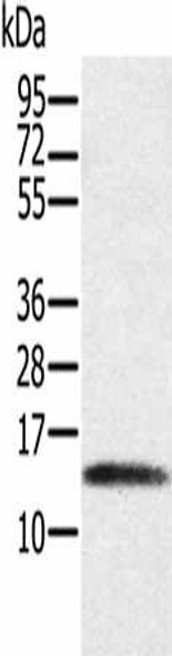 PAGE1 Antibody PACO16829