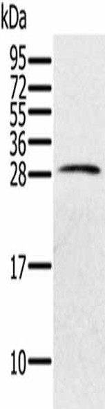 PILRB Antibody PACO16868