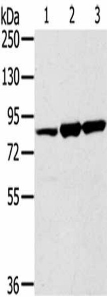 SENP5 Antibody PACO17070