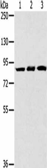 SYTL5 Antibody PACO17184