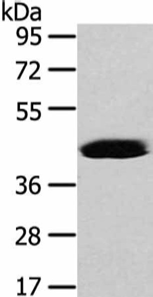 VASH2 Antibody PACO17414