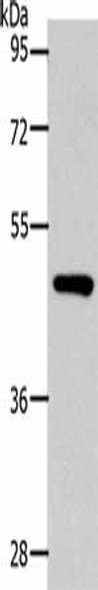 SLC16A14 Antibody PACO18203