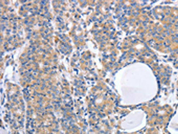 GFRA4 Antibody PACO18432