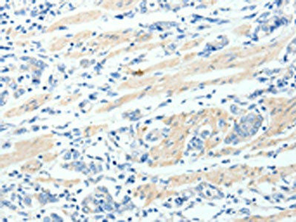 MAP4K1 Antibody PACO18445