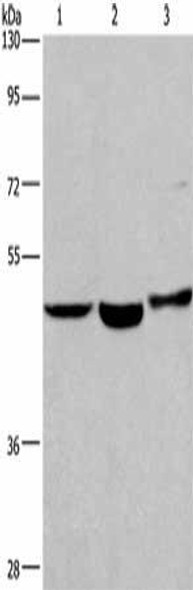 APMAP Antibody PACO18573