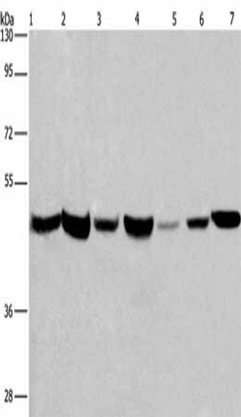 APMAP Antibody PACO18574