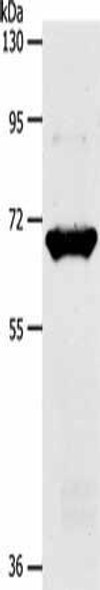 SLC33A1 Antibody PACO18906