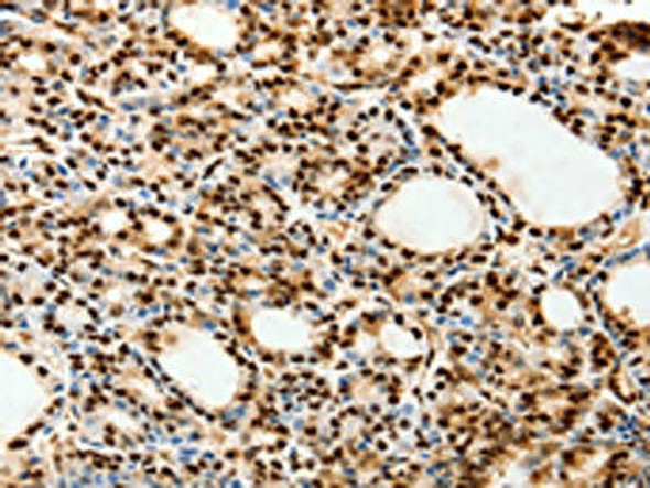SPATA20 Antibody PACO18921