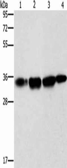 NDNL2 Antibody PACO19227