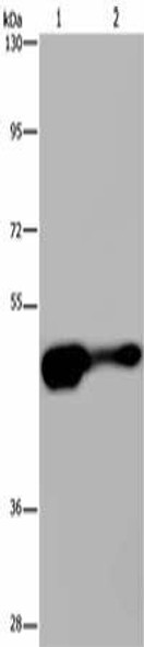 AHRR Antibody PACO19284