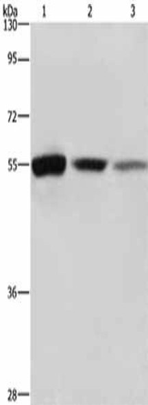 BLNK Antibody PACO19352