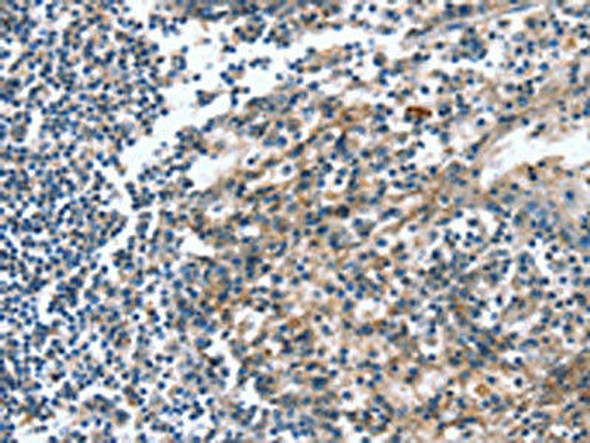 CAGE1 Antibody PACO19381