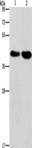 STK17A Antibody PACO19581