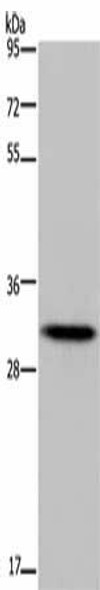 HOXB8 Antibody PACO19776