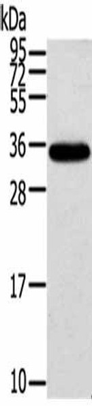 KCNMB3 Antibody PACO19890