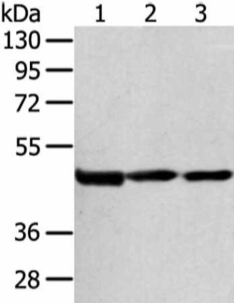 AGPAT9 Antibody PACO19965