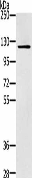 ZMIZ1 Antibody PACO20335