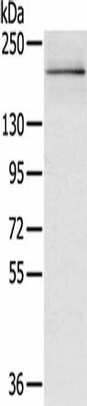 RGS12 Antibody PACO20337