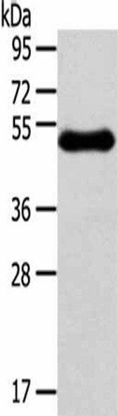 RHCE Antibody PACO20339