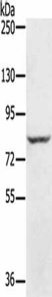 RNF43 Antibody PACO20361