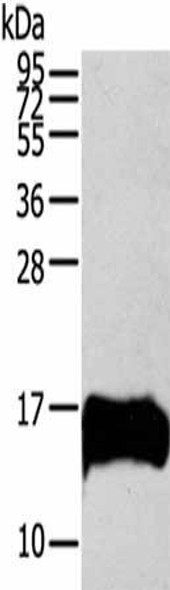 S100A13 Antibody PACO20380