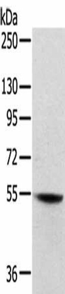 SNX30 Antibody PACO20574