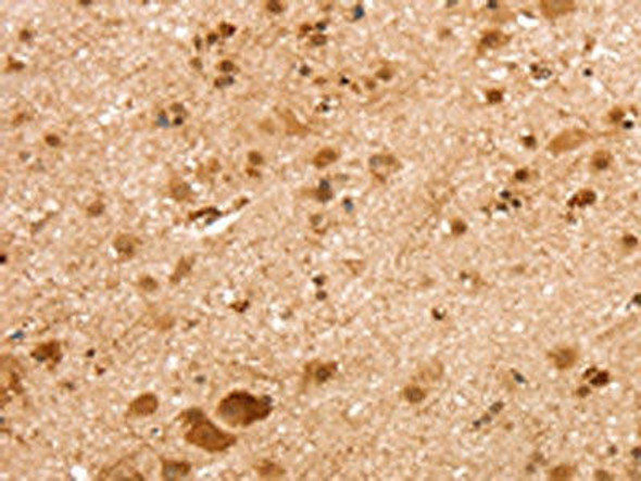 SNX30 Antibody PACO20575