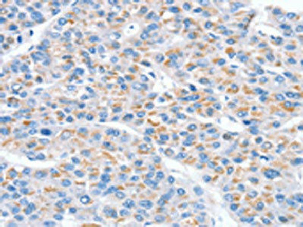 SNX33 Antibody PACO20576
