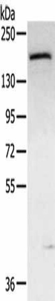 ABCC9 Antibody PACO20627