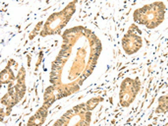 TSPAN13 Antibody PACO20706