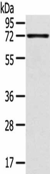 TNIP1 Antibody PACO20729