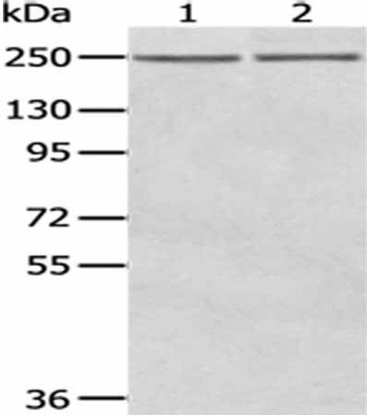 WNK2 Antibody PACO20886