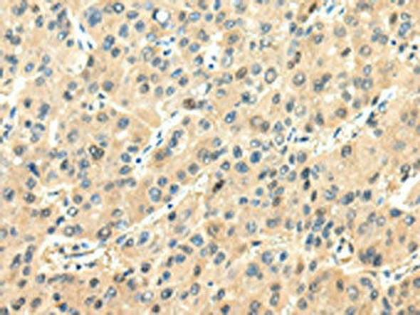 CHGA Antibody PACO20910