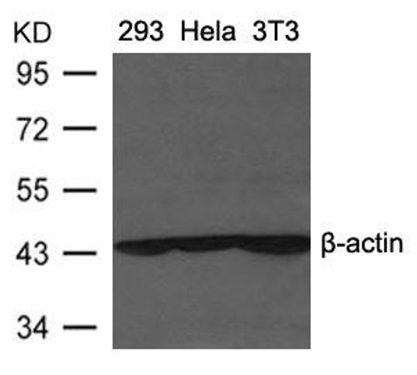 ACTB Antibody PACO21341